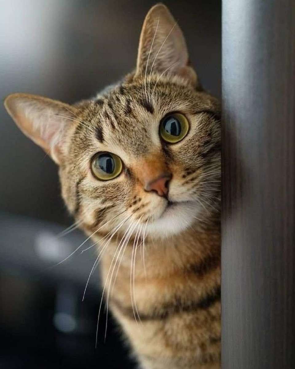Любопытный кот пазл онлайн