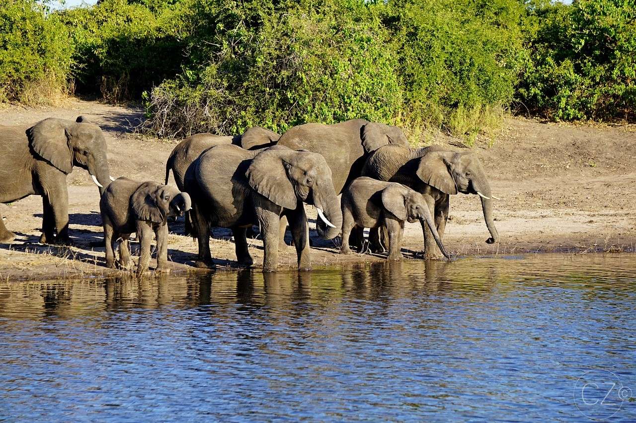 Parque Nacional de Chobe, Botsuana, Elefante. quebra-cabeças online