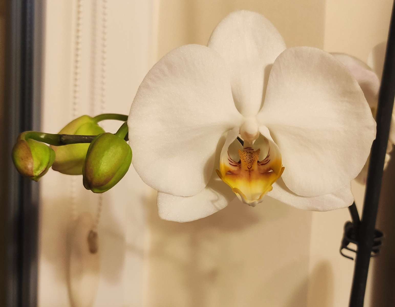 Flor de orquídea blanca rompecabezas en línea