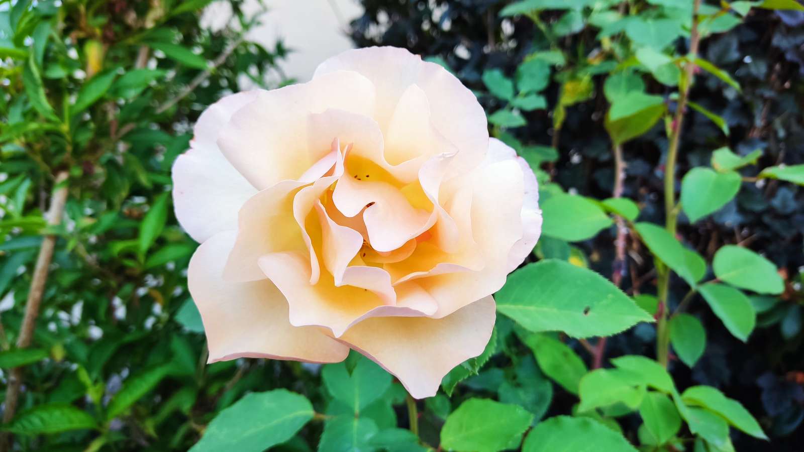 Кремова троянда онлайн пазл