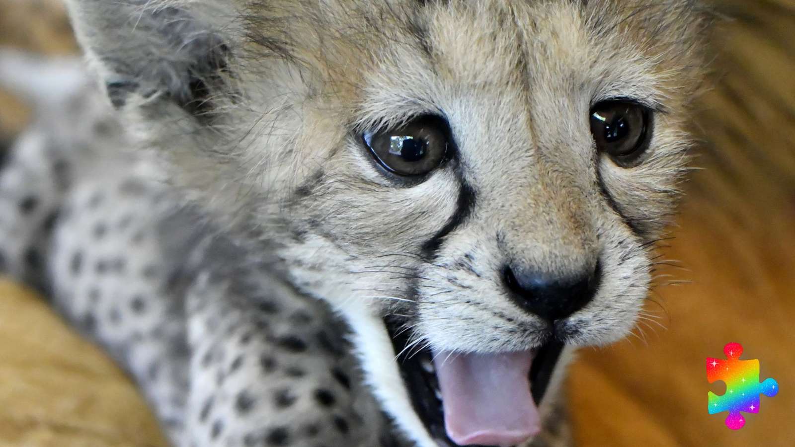 Roztomilé mládě geparda online puzzle
