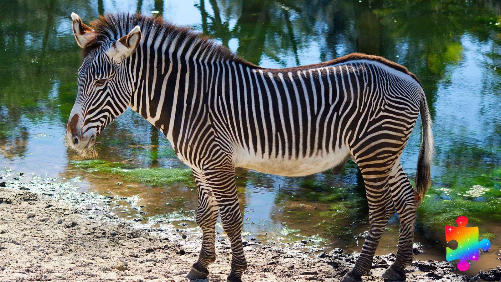 Tropical Zebra jigsaw puzzle online