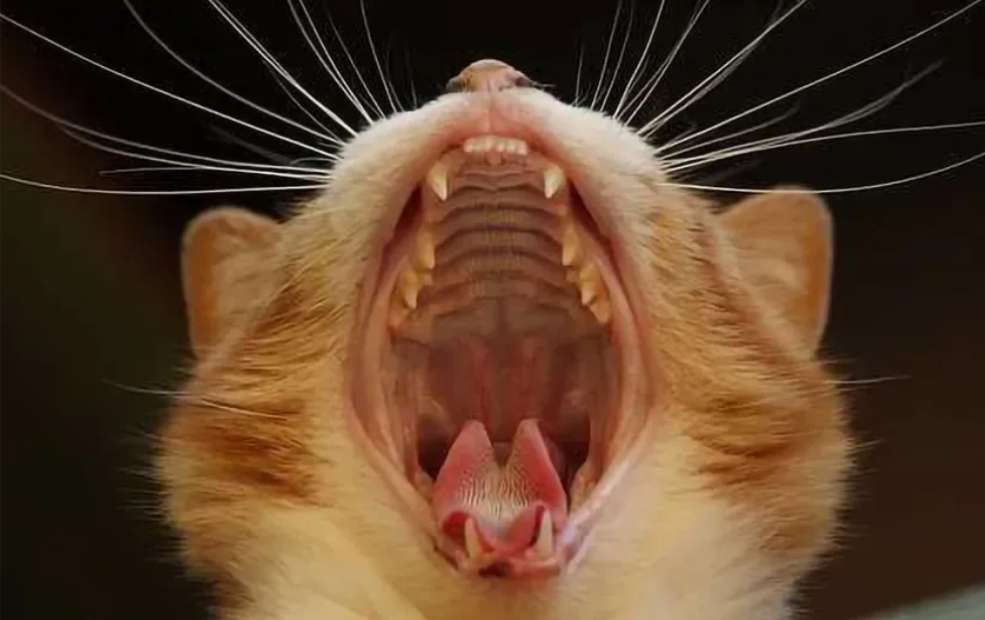 Yawning Ginger Cat jigsaw puzzle online