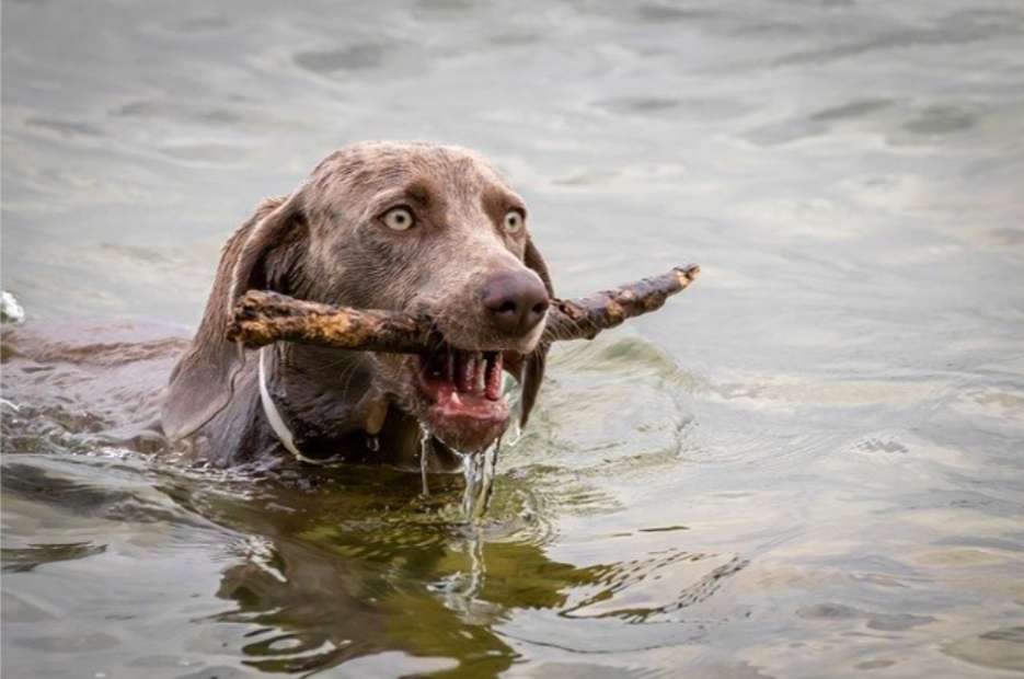 Chien nageur avec un bâton dans la gueule puzzle en ligne