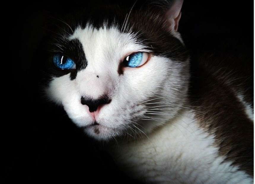 Zwart-witte kat met blauwe ogen online puzzel