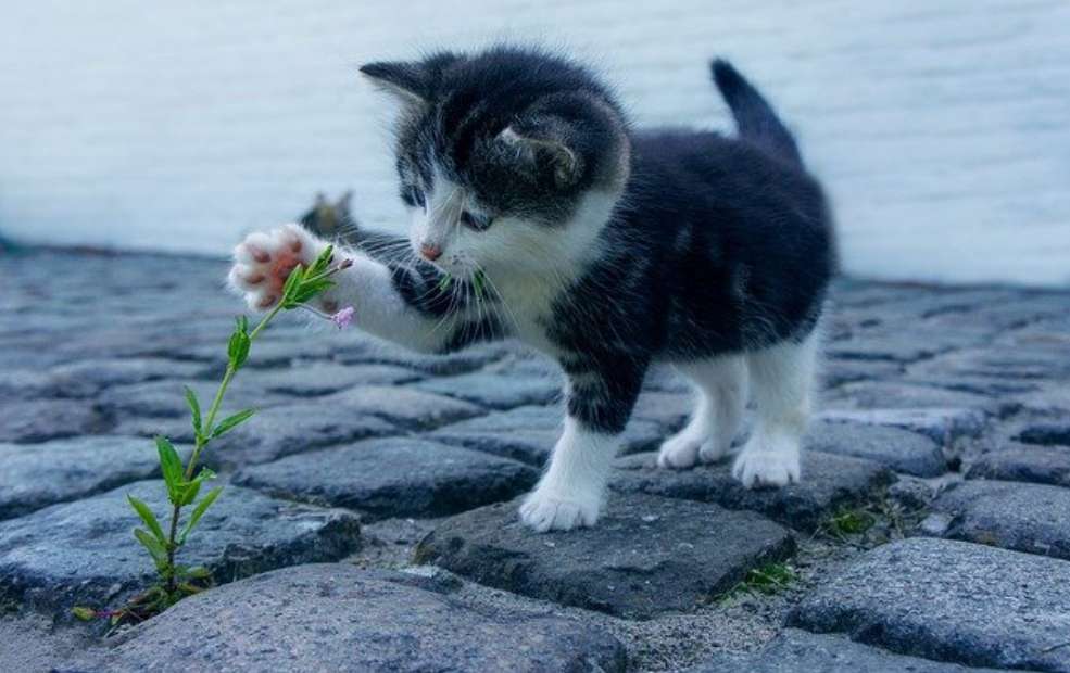 Katje met bloem legpuzzel online