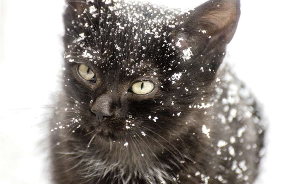 Chat noir couvert de neige puzzle en ligne