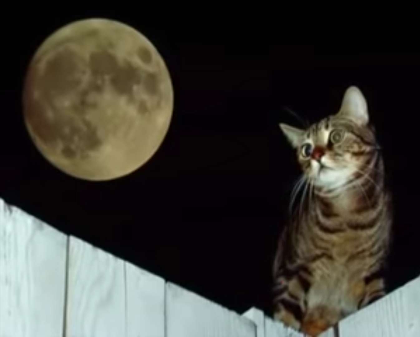 Chat assis sur une clôture avec une pleine lune puzzle en ligne