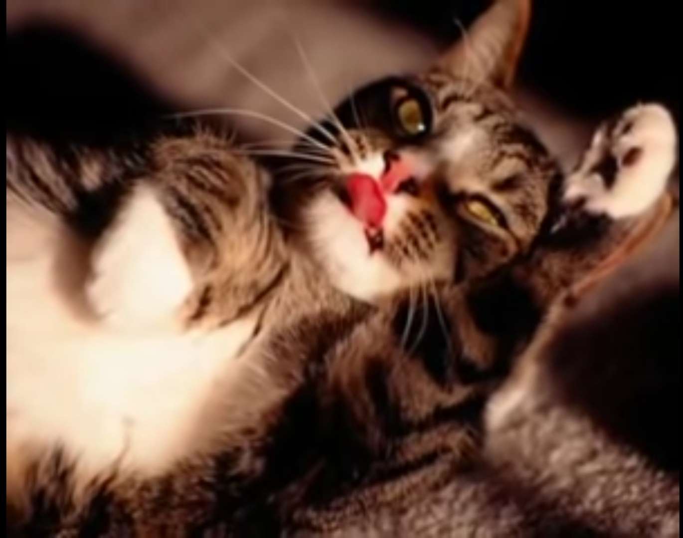 Cat with its tongue sticking out online puzzle