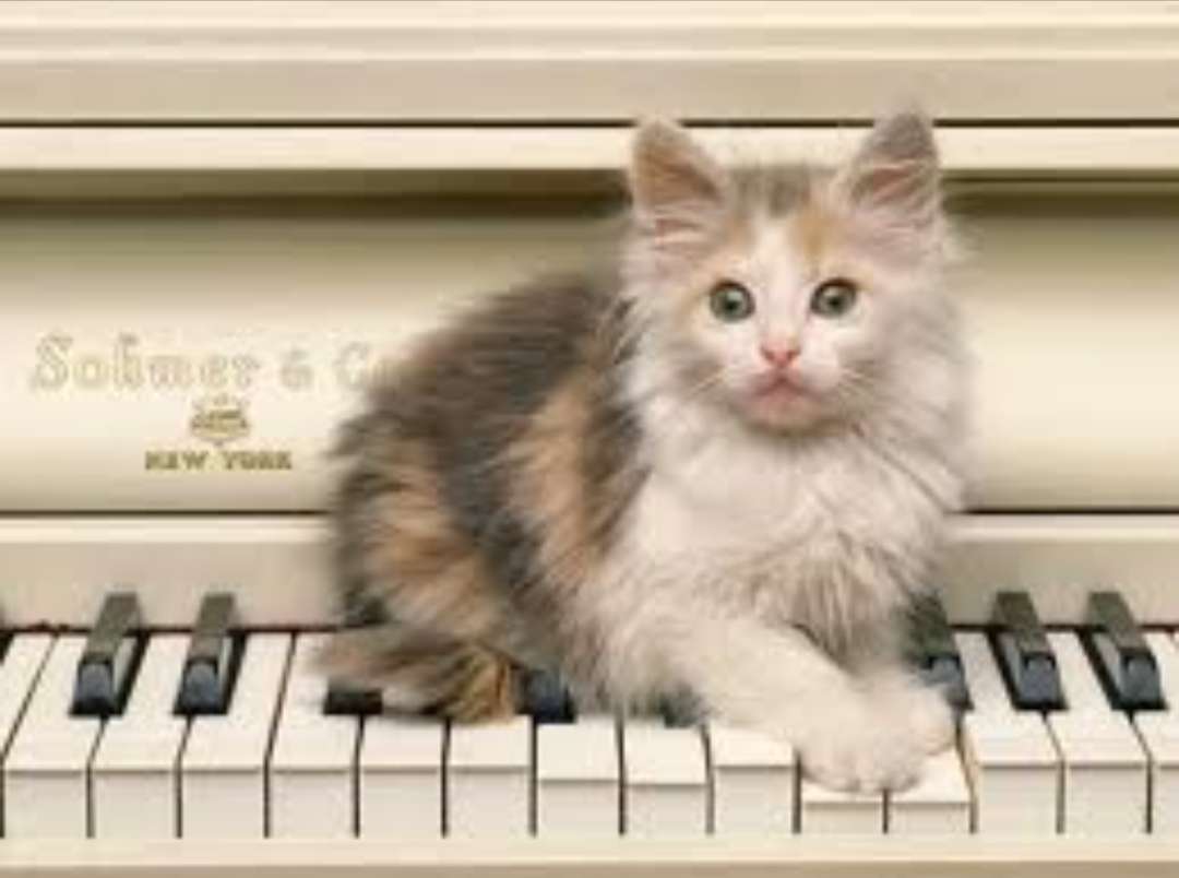 Chat grattant le piano puzzle en ligne