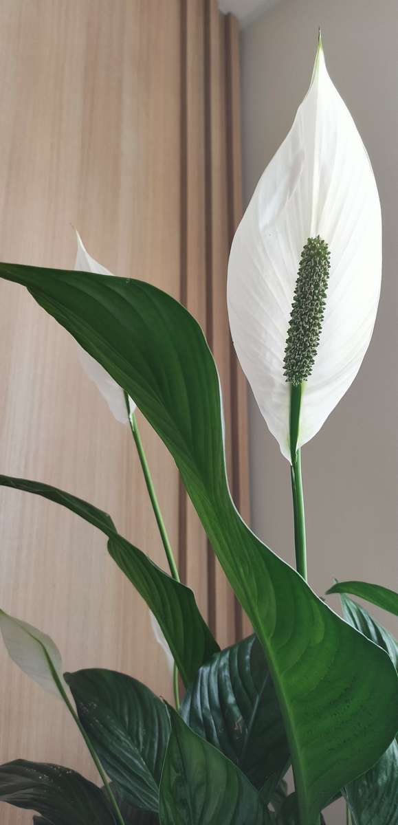 Spathiphyllum kirakós online