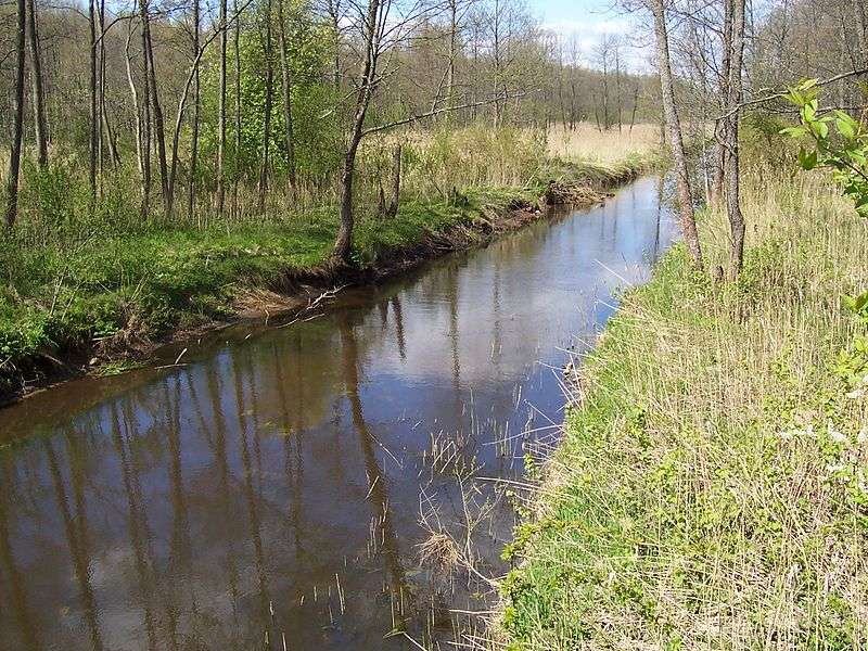 En flod rinner genom skogen pussel på nätet