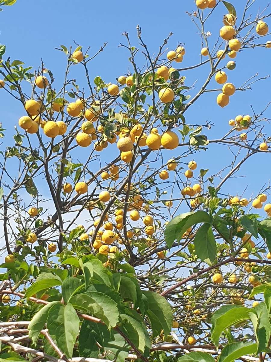 лимонное дерево, покрытое плодами пазл онлайн