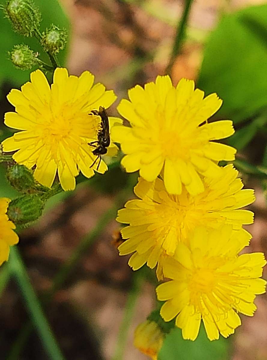 Verme em flores quebra-cabeças online