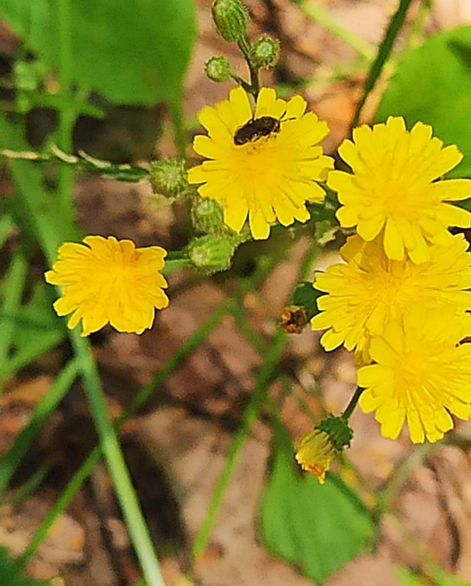 Verme em flores quebra-cabeças online