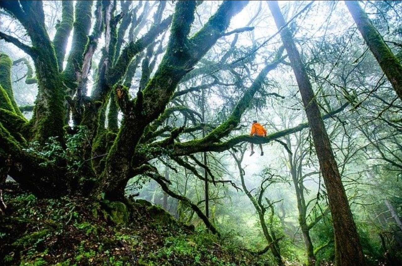 gran bosque rompecabezas en línea