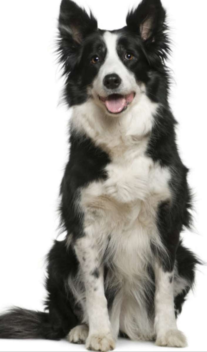 border collie puzzle online