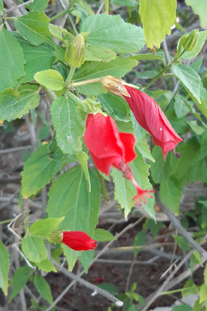 bourgeons d'hibiscus rouges puzzle en ligne