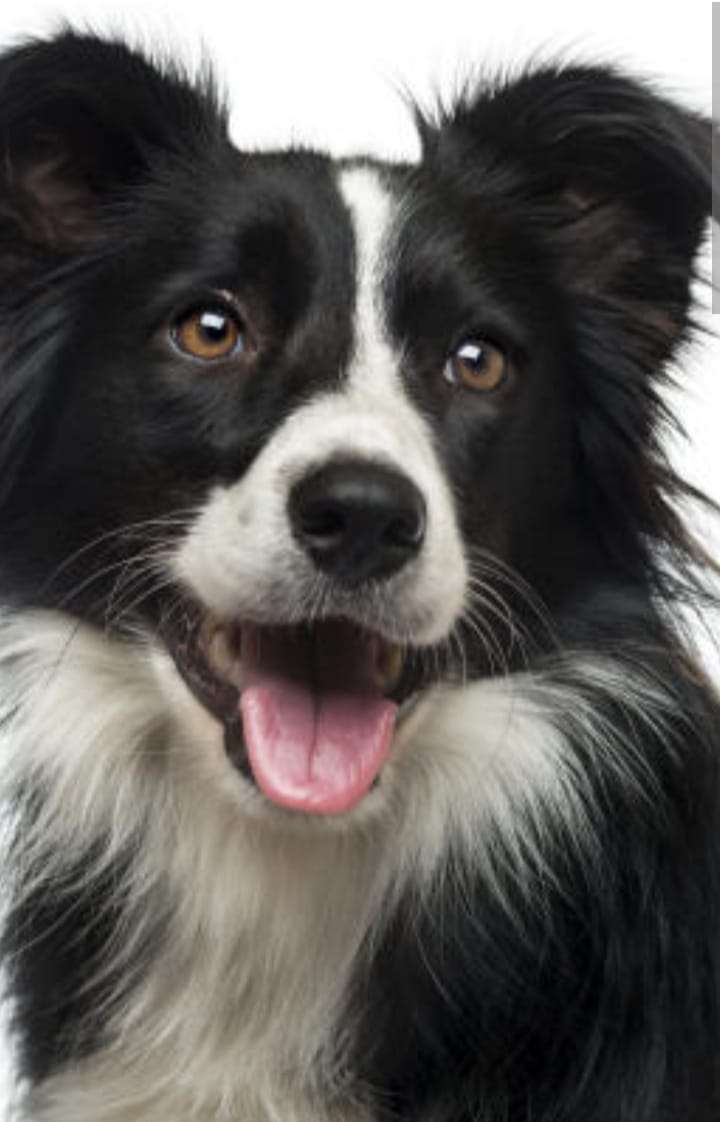 bordercollie online puzzel