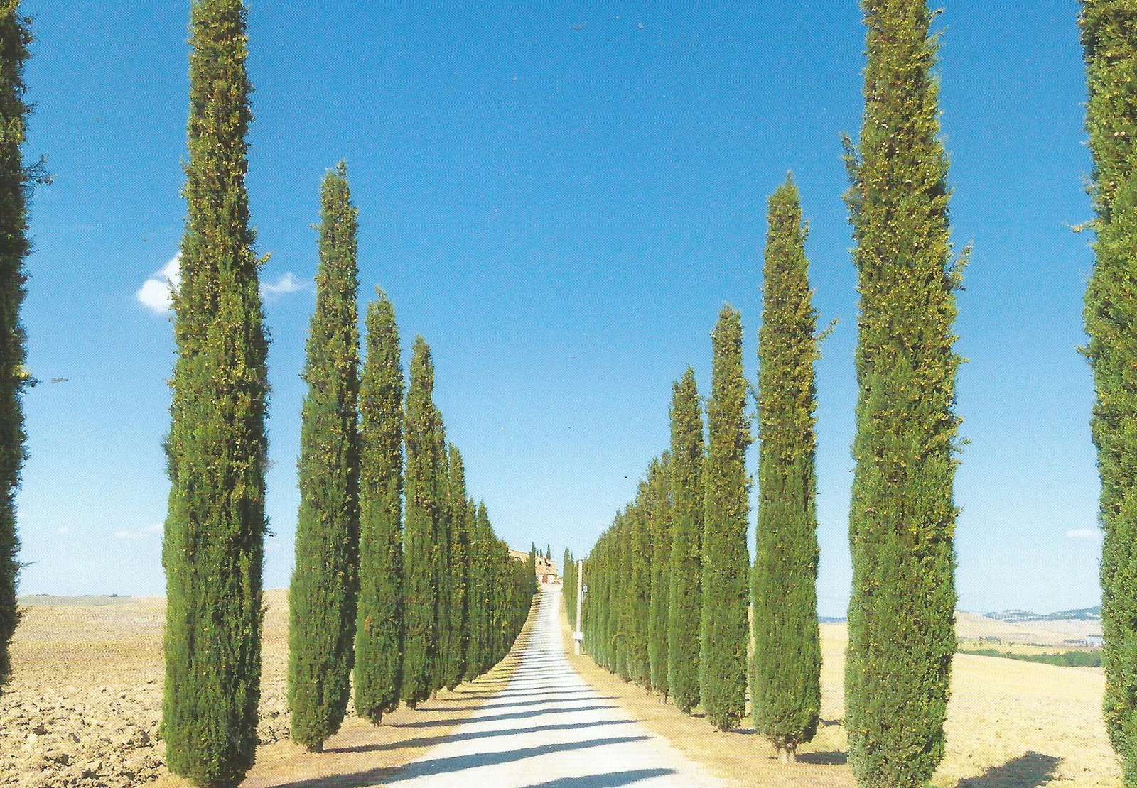 Tuscany verdant cypress trees online puzzle