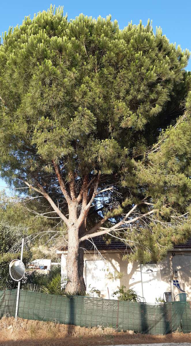 árbol en la curva de Zakynthos rompecabezas en línea