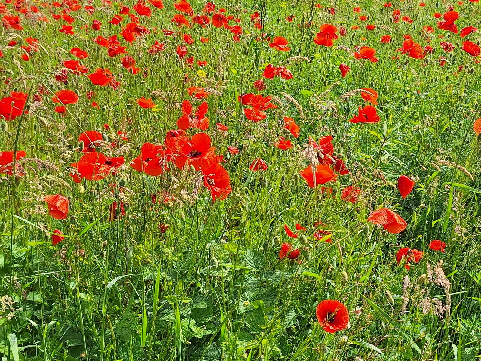 Prairie de coquelicots puzzle en ligne