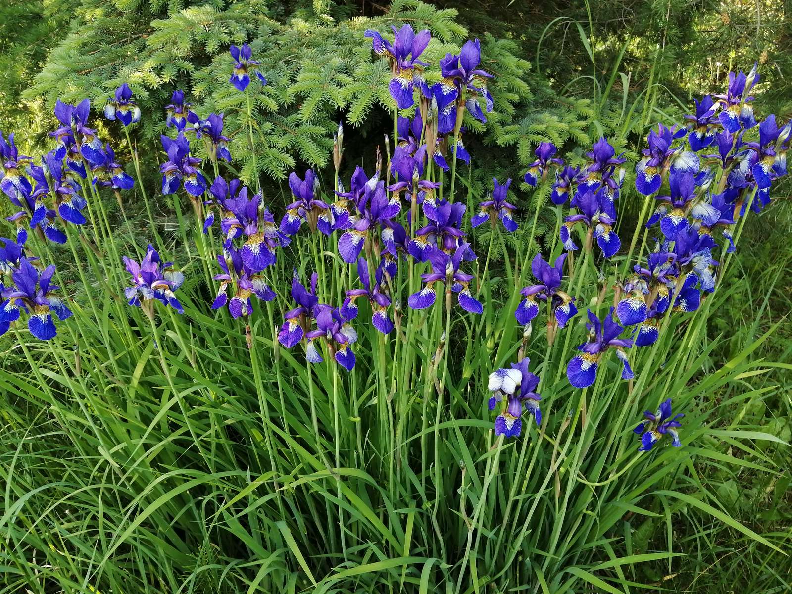 a clump of irises online puzzle