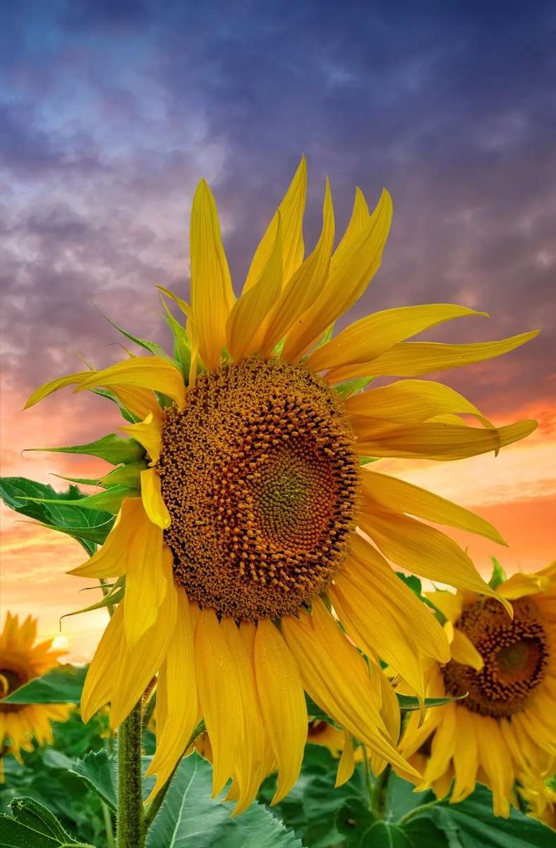 sunflower online puzzle