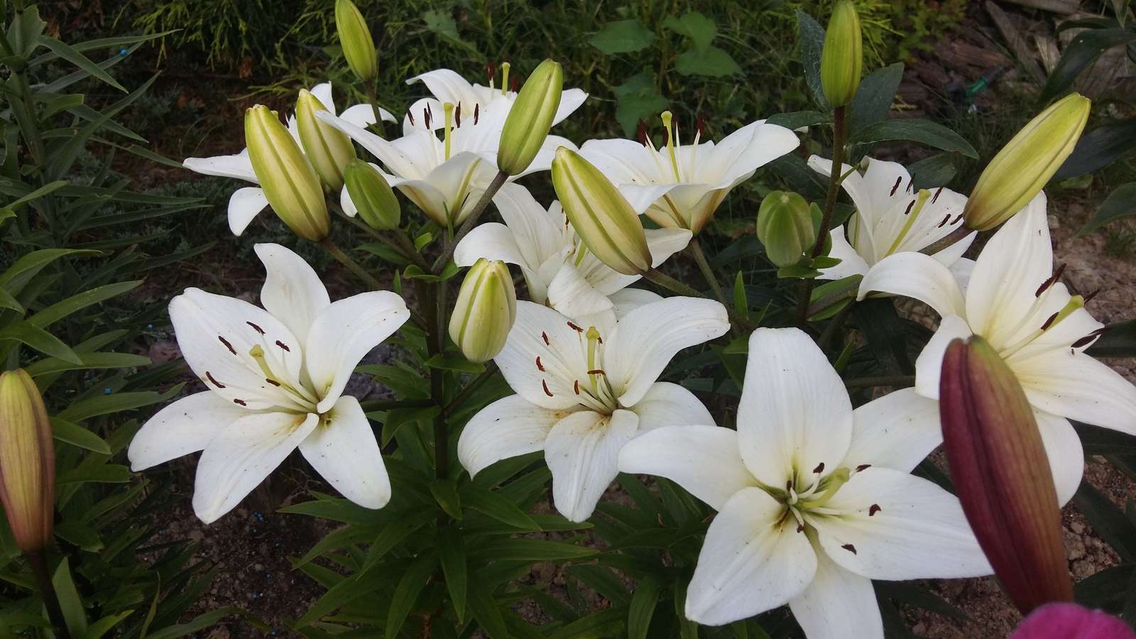 Azucenas Blancas rompecabezas en línea