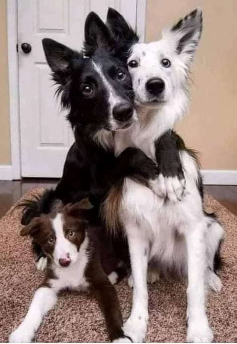 bordercollie legpuzzel online