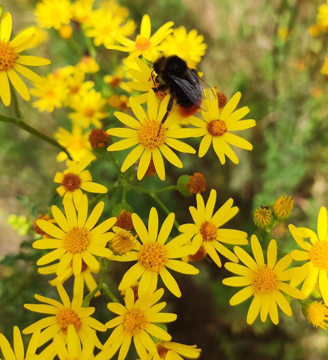 Pequeñas flores amarillas con un pasajero. rompecabezas en línea