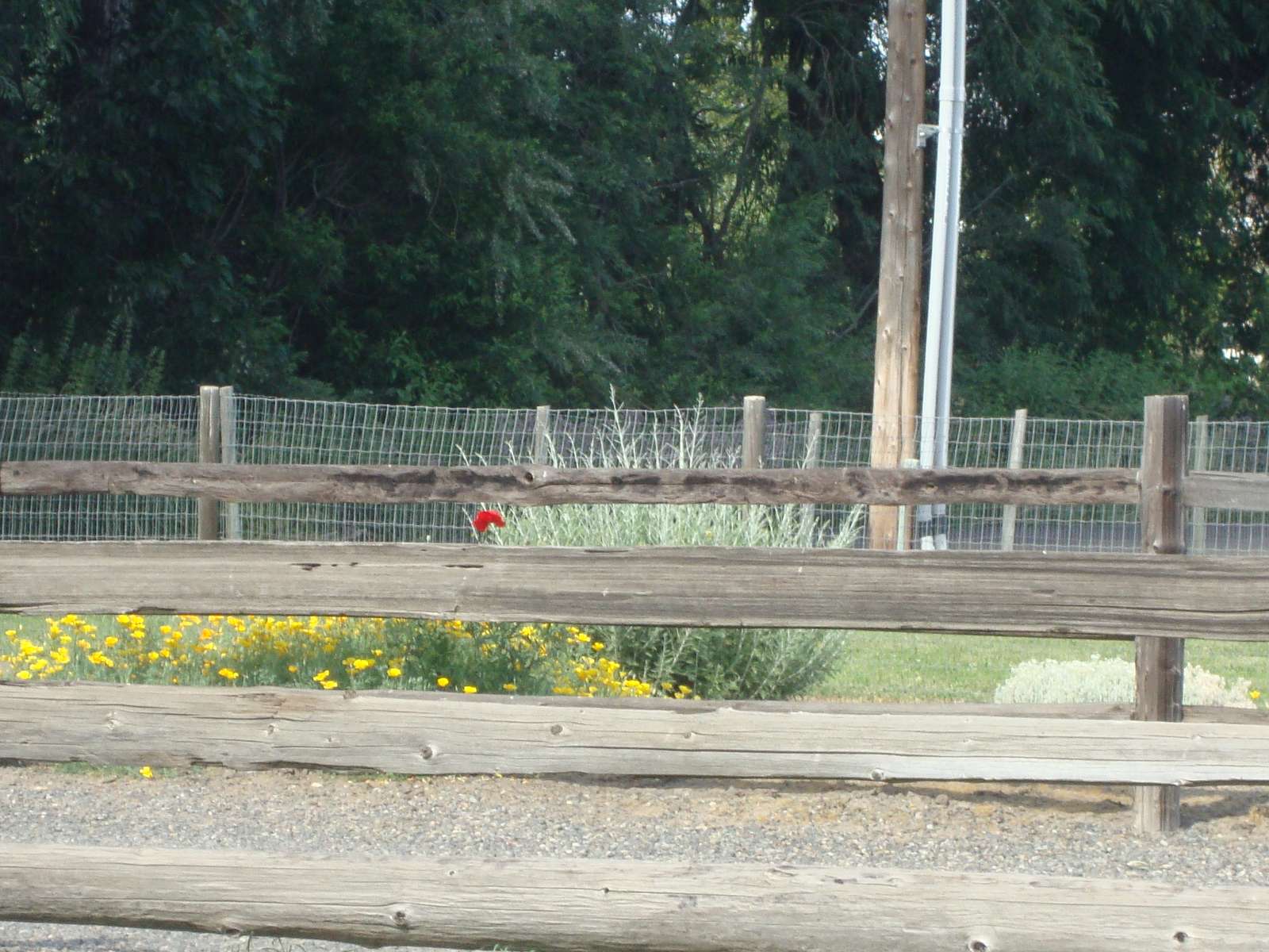 amapola roja rompecabezas en línea