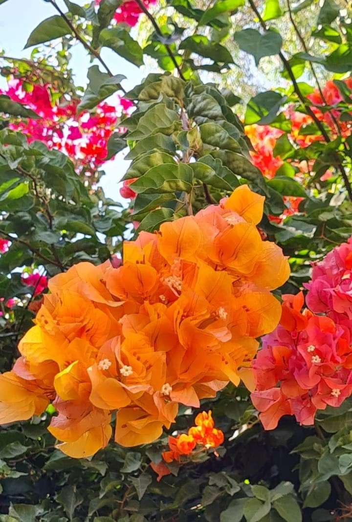 un jardín de cuento de hadas lleno de flores rompecabezas en línea