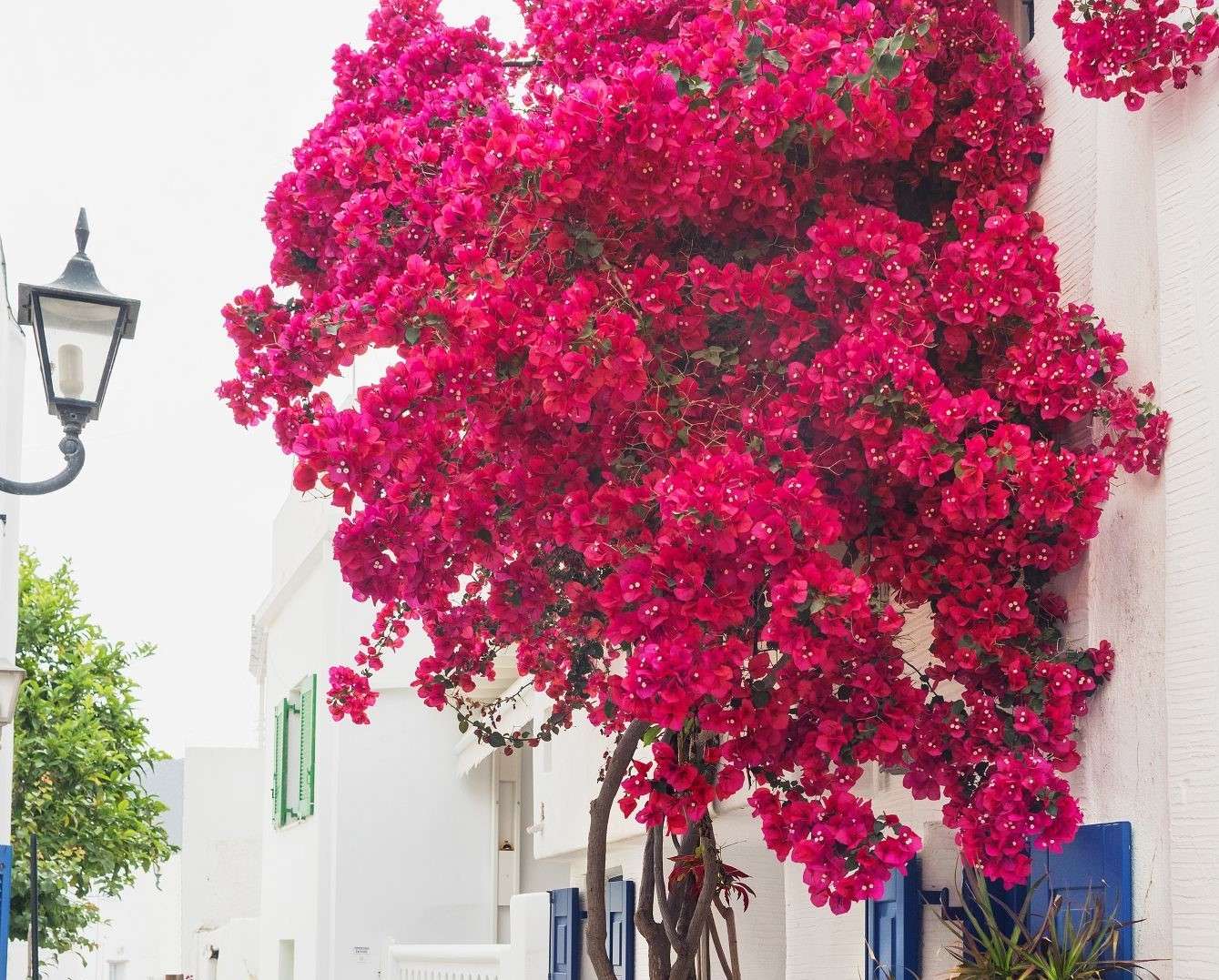 Une rue de Paros - bougainvilliers puzzle en ligne