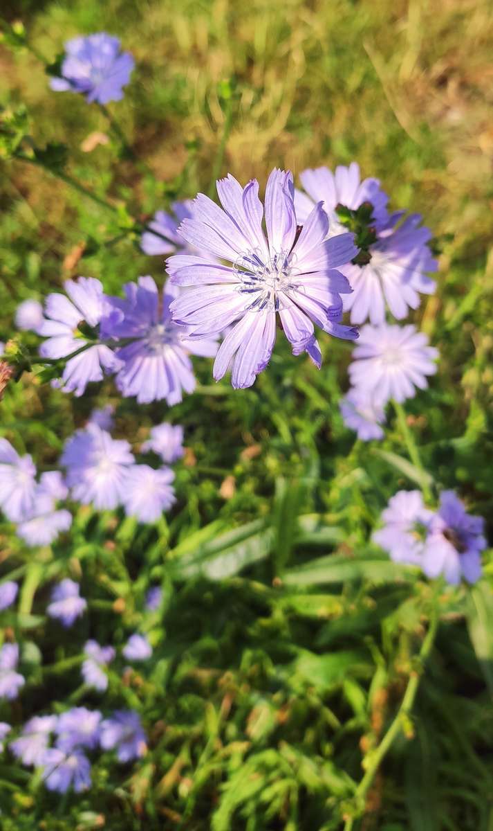 Bellezas moradas rompecabezas en línea