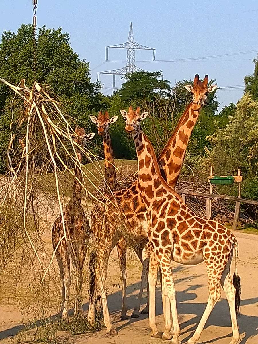 Giraffes in the zoo online puzzle