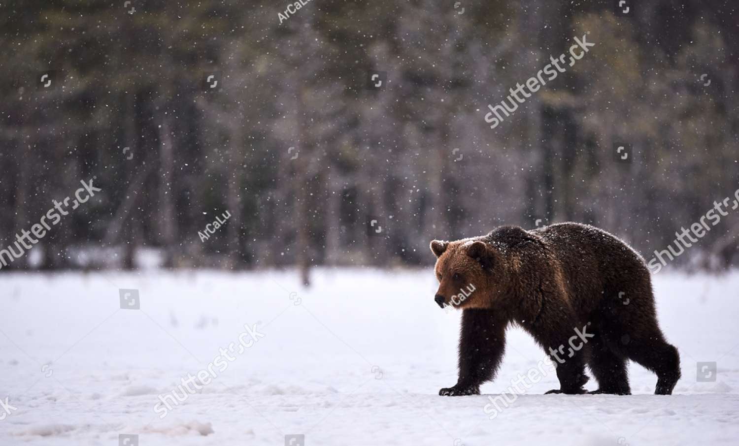 En björn som går på snön Pussel online