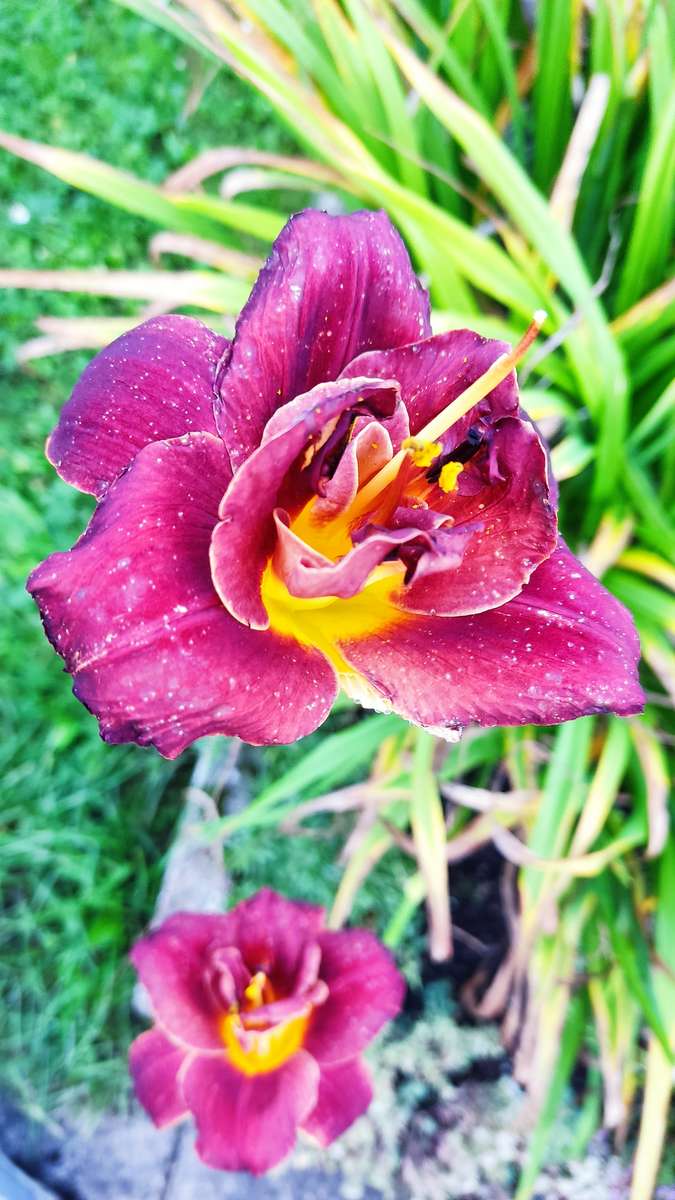 Daylilies jigsaw puzzle online