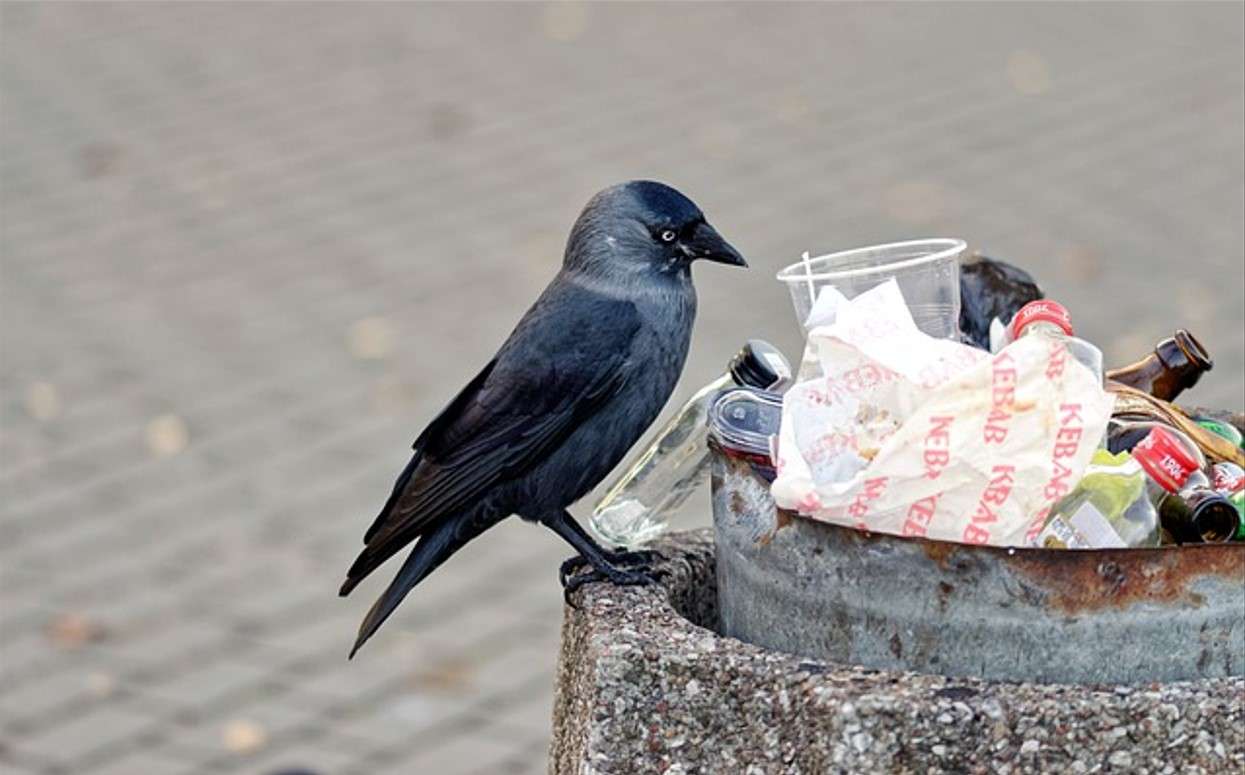 Rook și Garbage jigsaw puzzle online