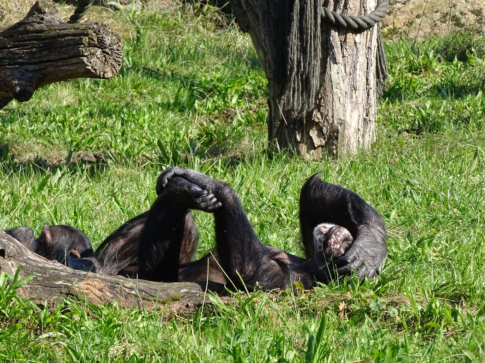 Jouer au singe puzzle en ligne