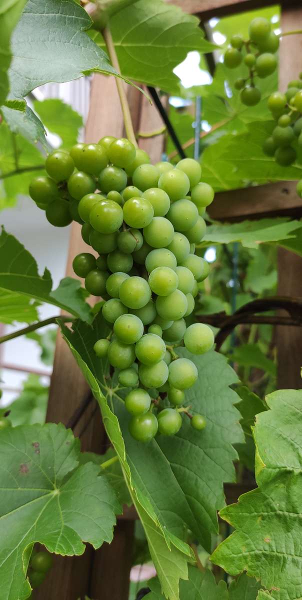 Racimo de uvas rompecabezas en línea