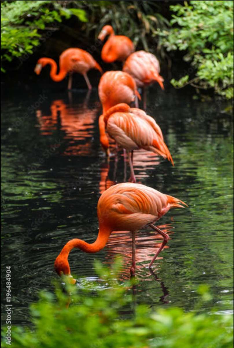 Flamingo's Over Het Water legpuzzel online