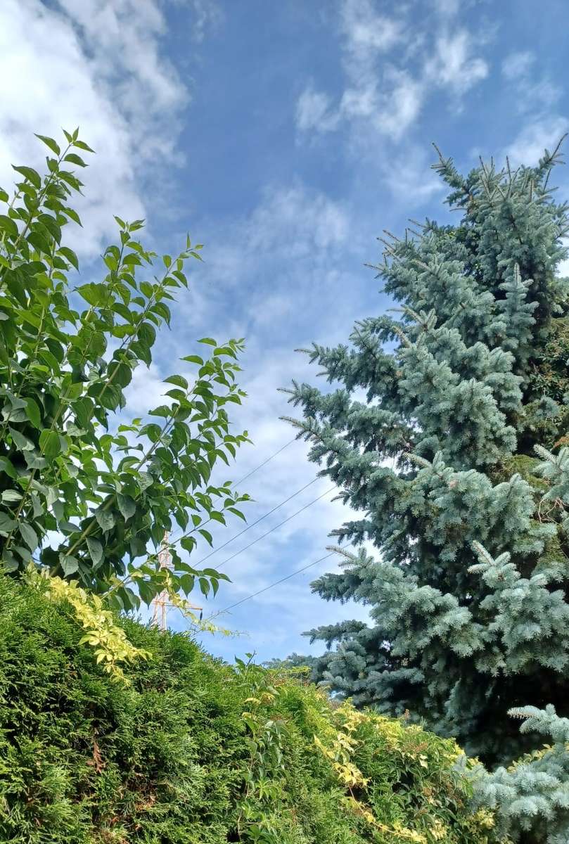 bomen groene lucht wolken legpuzzel online