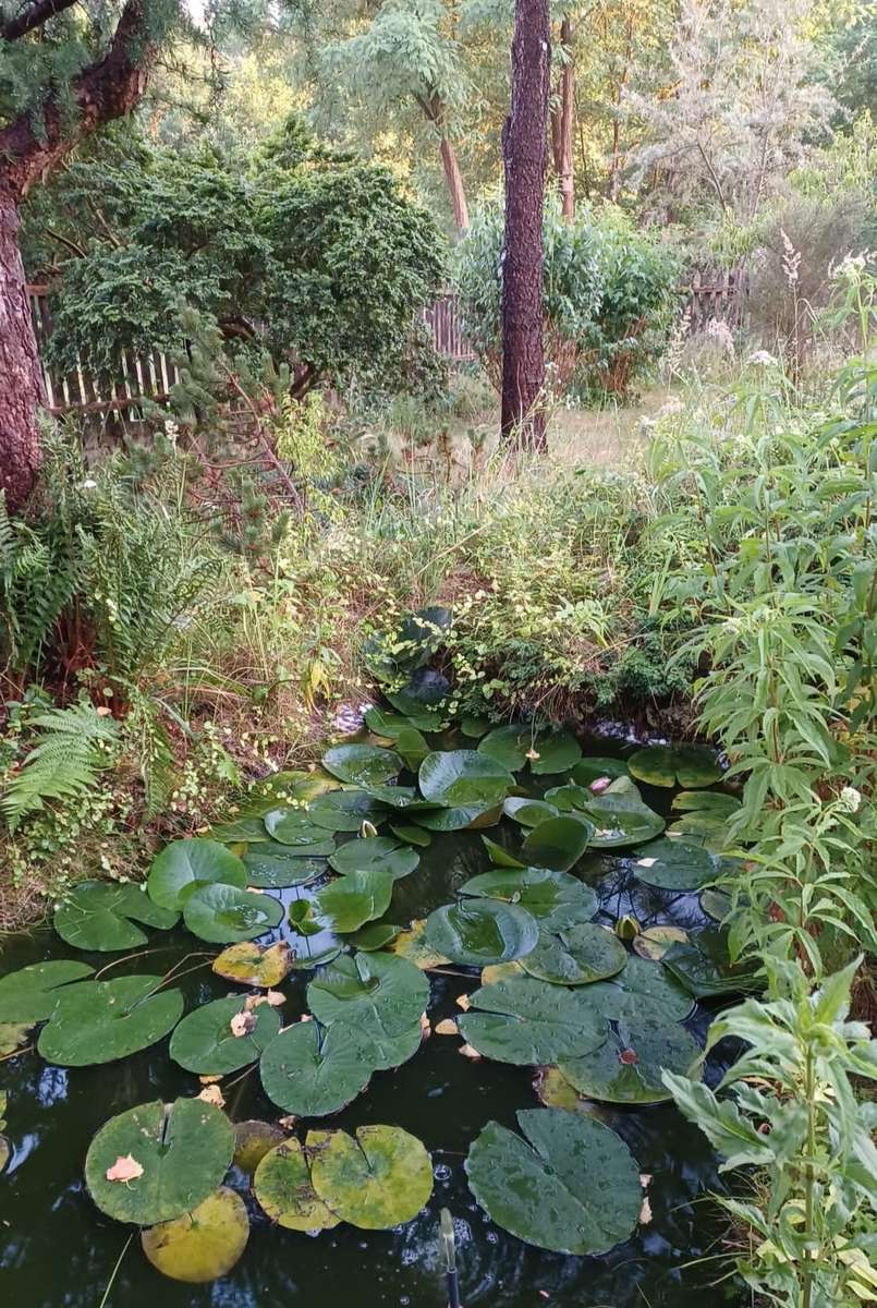 jardim selvagem coberto de vegetação quebra-cabeças online