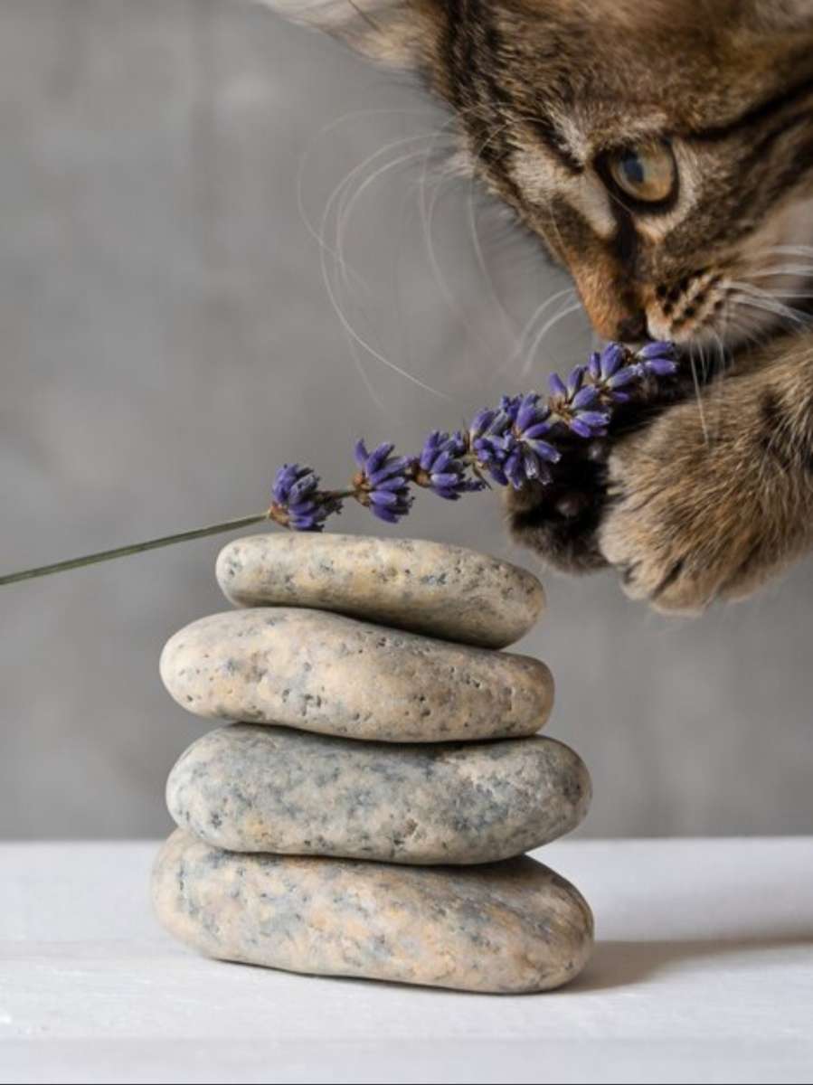 gato con lavanda rompecabezas en línea