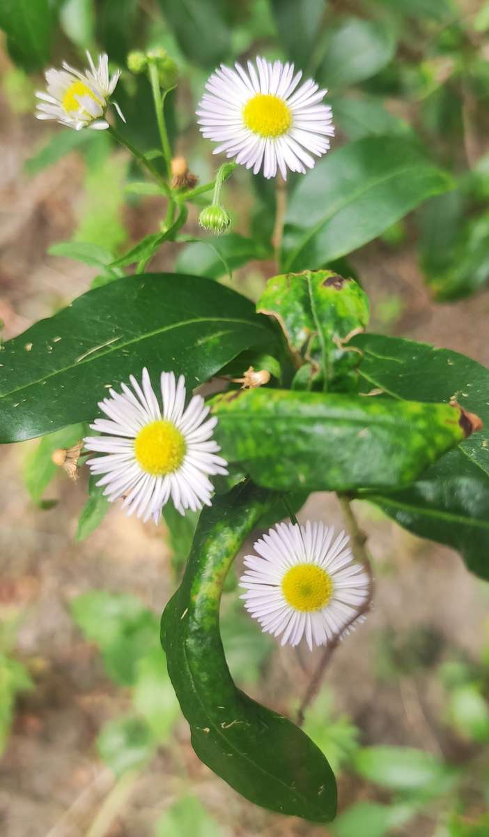 marguerites puzzle en ligne