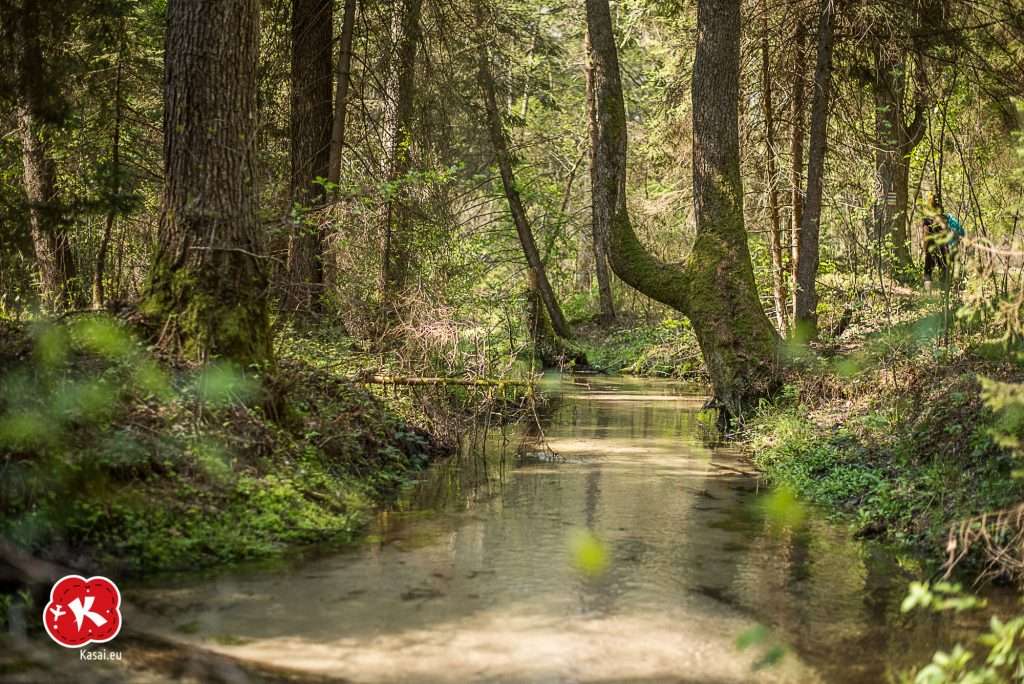 Un río tranquilo en Roztocze rompecabezas en línea