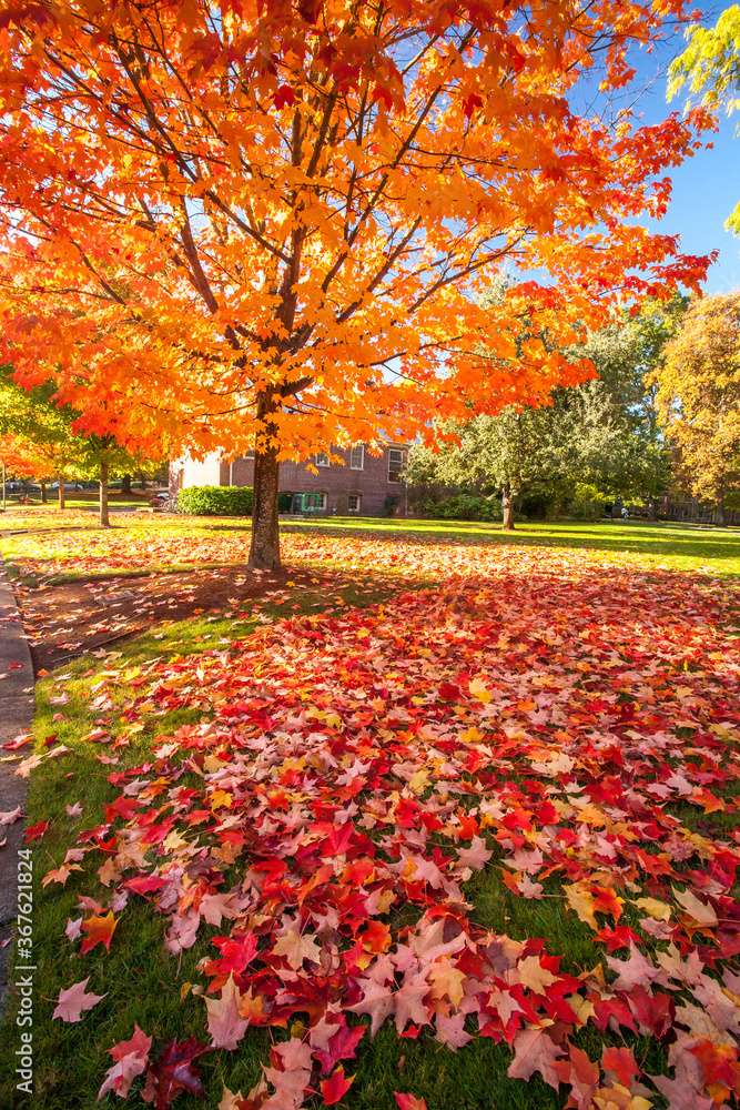 Árbol de arce de otoño rompecabezas en línea