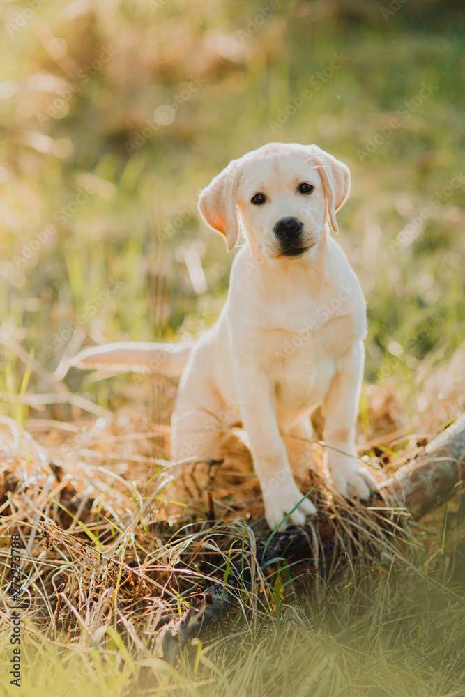 Chiot labrador puzzle en ligne