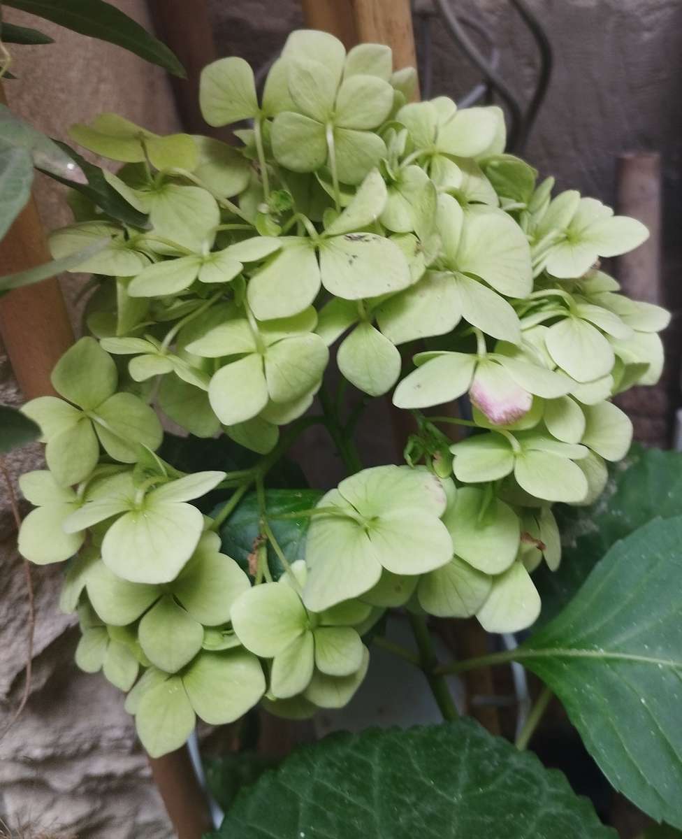 Hortensia puzzle en ligne